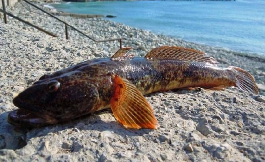 Бычок мартовик.