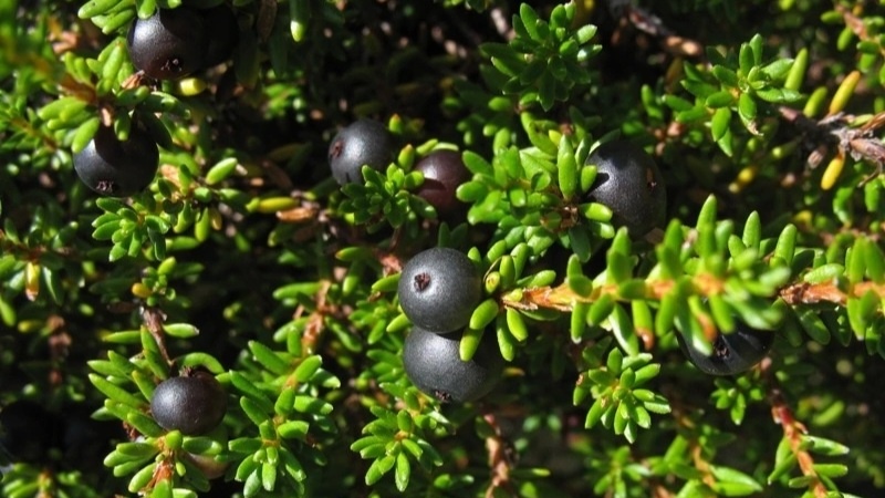 Шикша или водяника кавказская