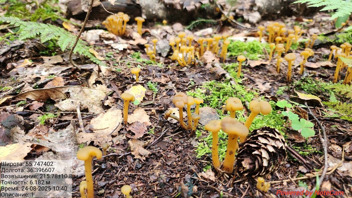 Леоция скользкая