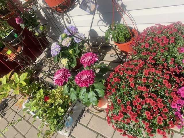 фото автора. У небольшого цветочного магазинчика.