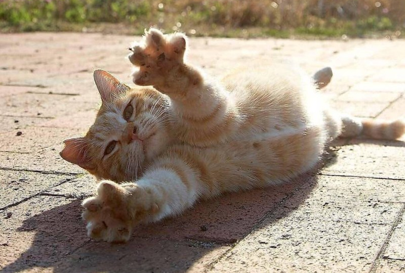 😻 Почему кошки так любят греться на солнышке?