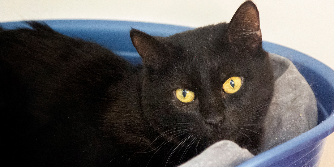 Чёрная как смоль, молчаливая и загадочная, кошка Клео пока хранит свои тайны.