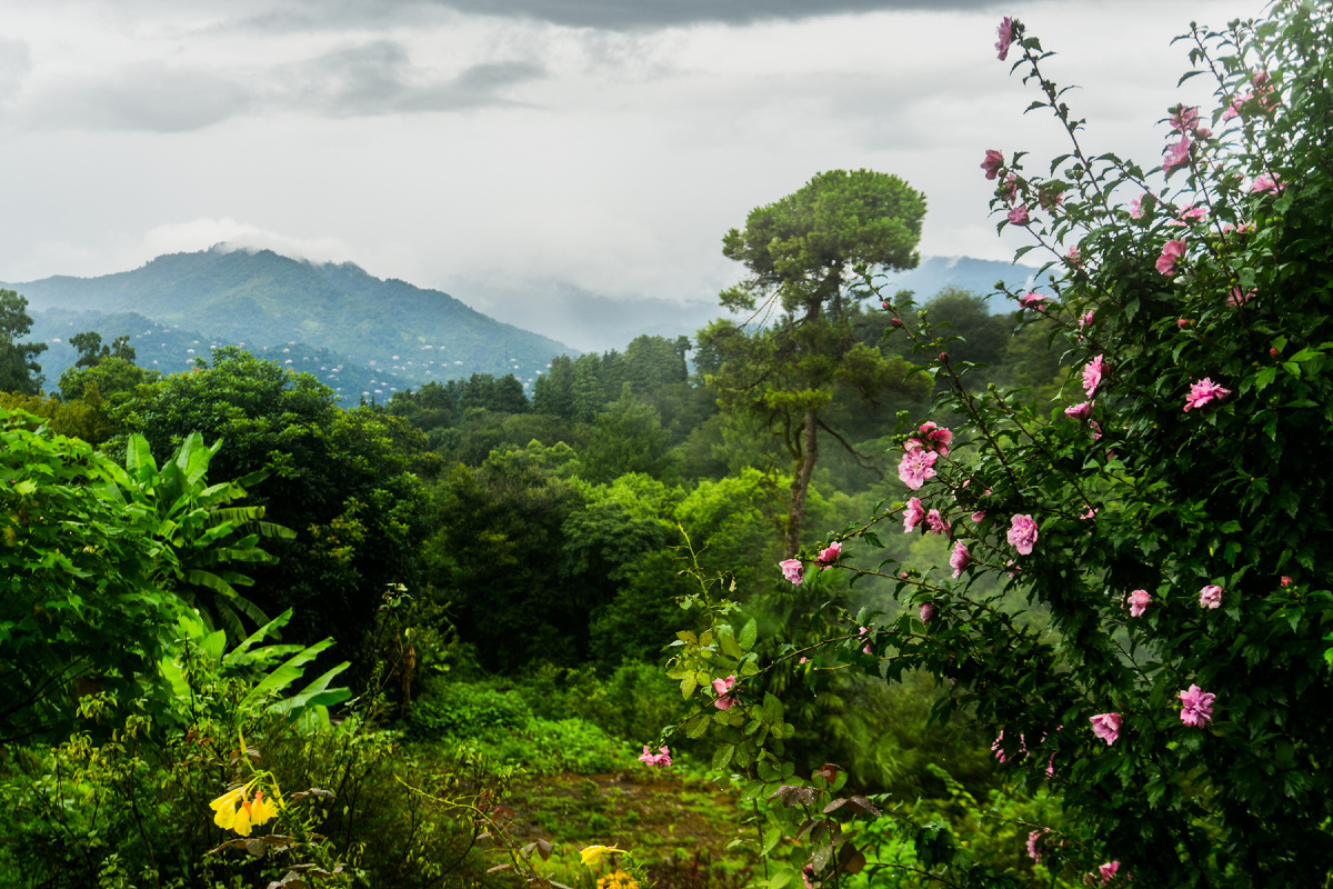Ботанический сад 