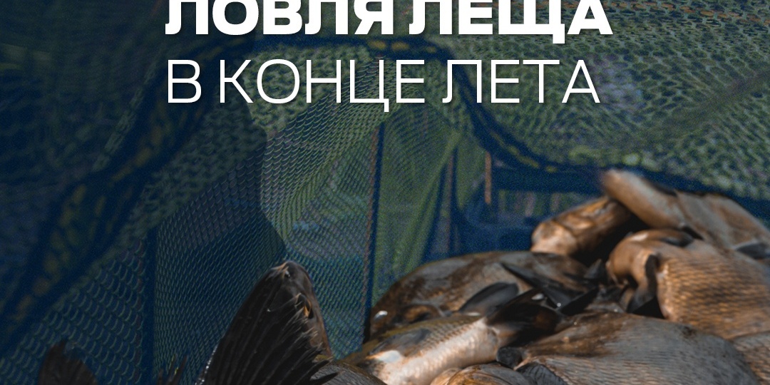 Как успешно ловить леща в конце лета