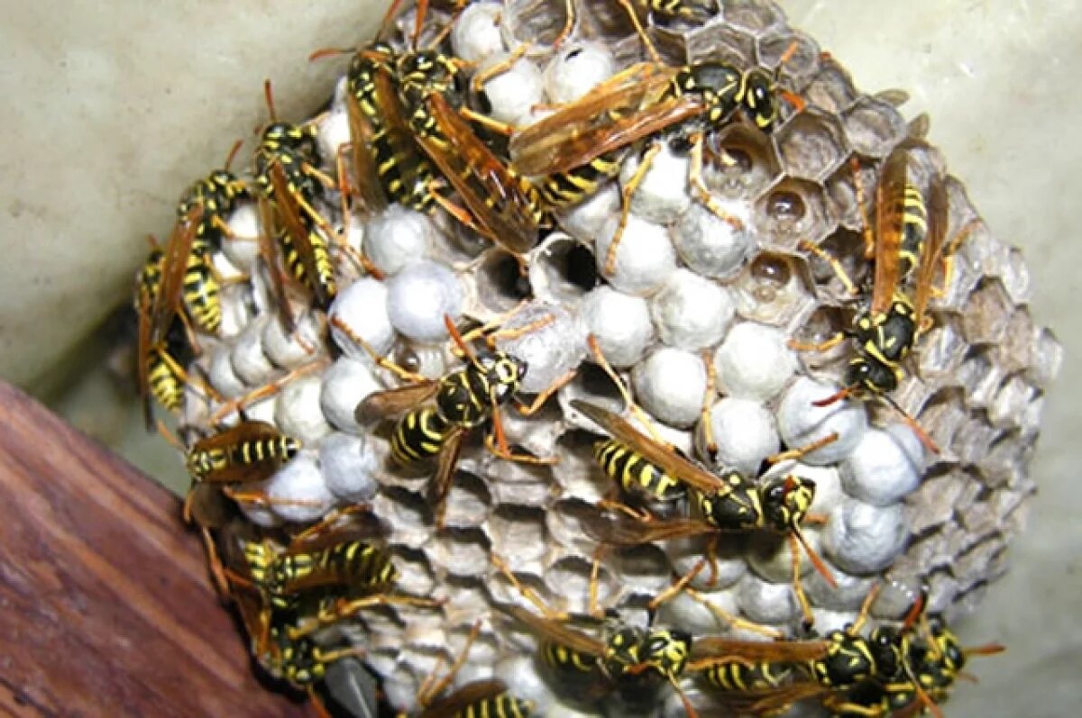    Агроном поделилась с новосибирскими дачниками способами борьбы с осами