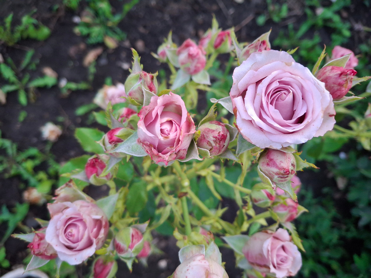 Роза чайногибридная. Сорт "ди перпл"