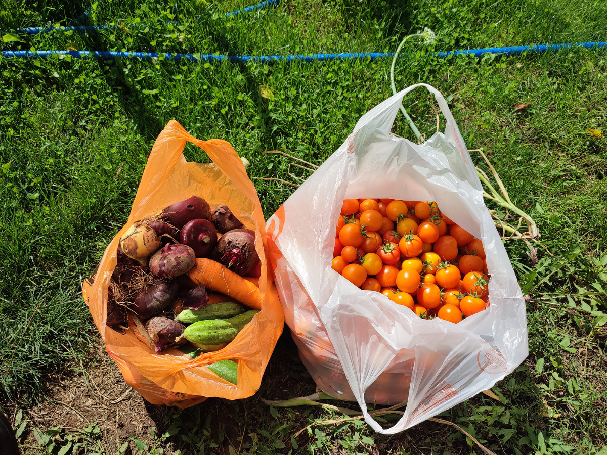 Выращиваю небольшие оранжевые помидорки, называются "Медок", любит вся семья. 