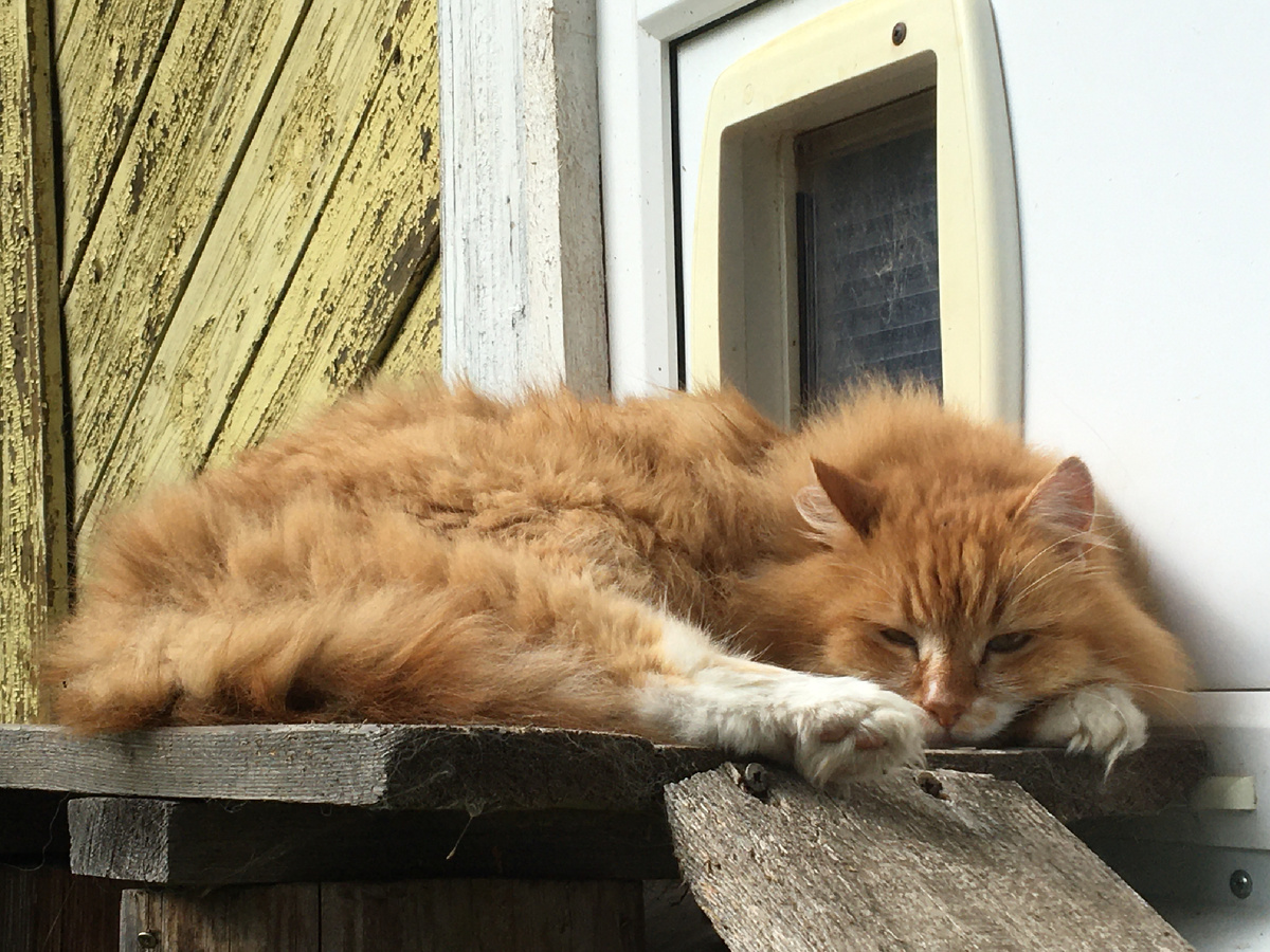 Беша на балкончике около котохода. Фото автора