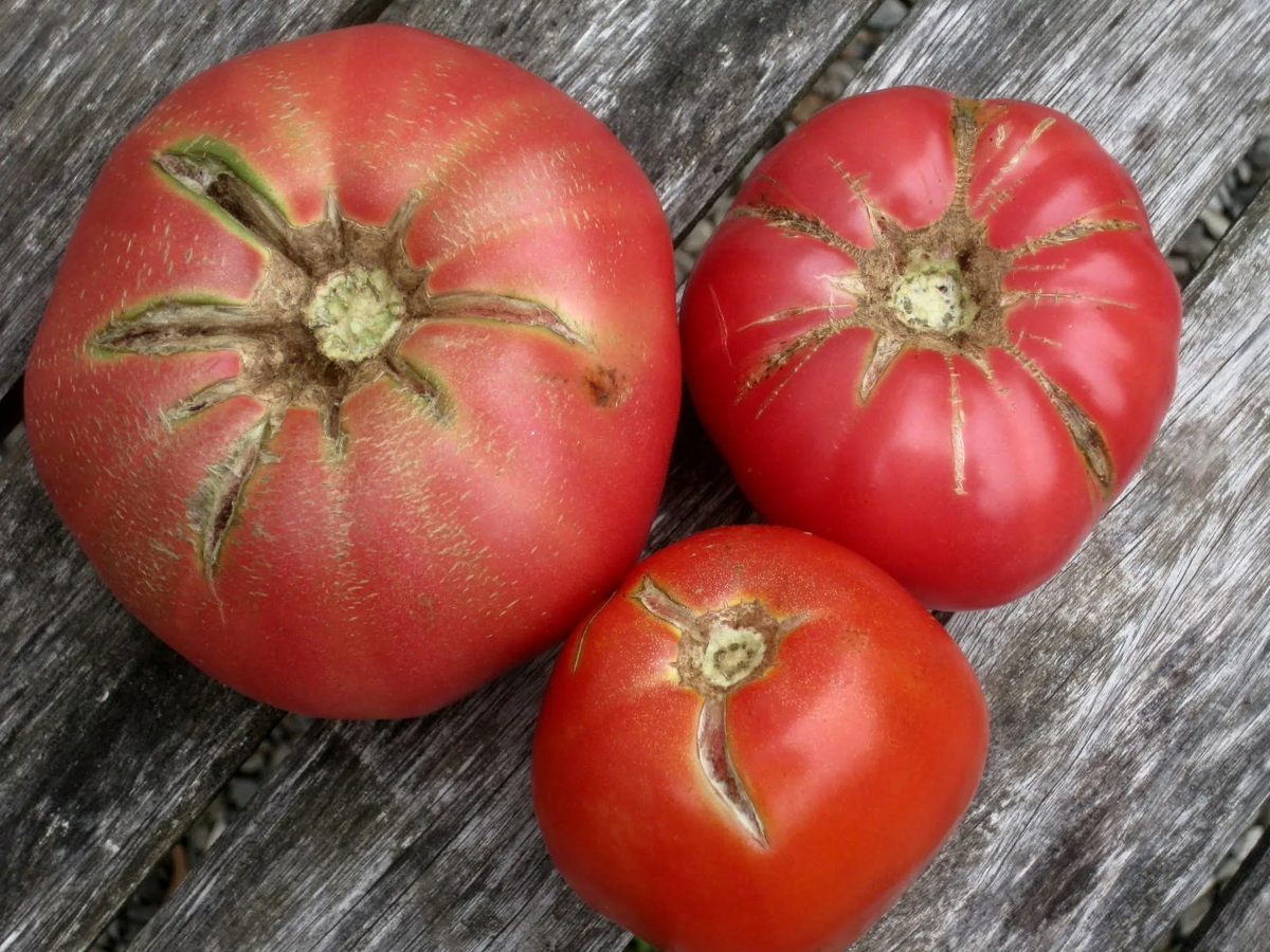 Плоды с глубокими трещинами быстро портятся и не подлежат длительному хранению. Поэтому важно не допускать растрескивания.