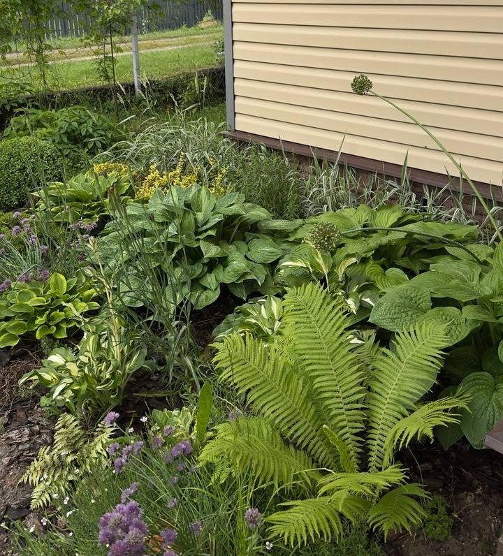 Хосты можно успешно сочетать на клумбе с другими декоративно-лиственными растениями.