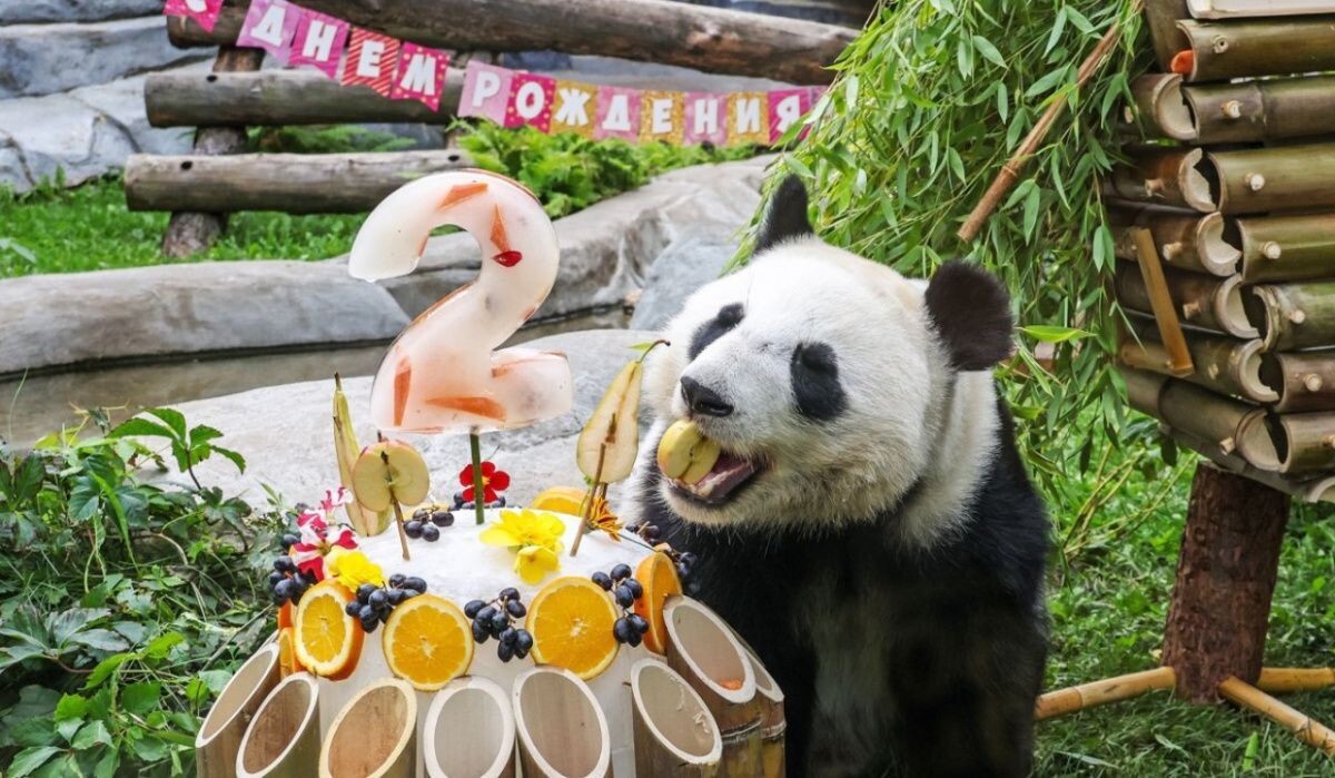     Панде Катюше исполнилось 2 года. Источник: rg.ru Автор фото: Валерий Шарифулин / ТАСС