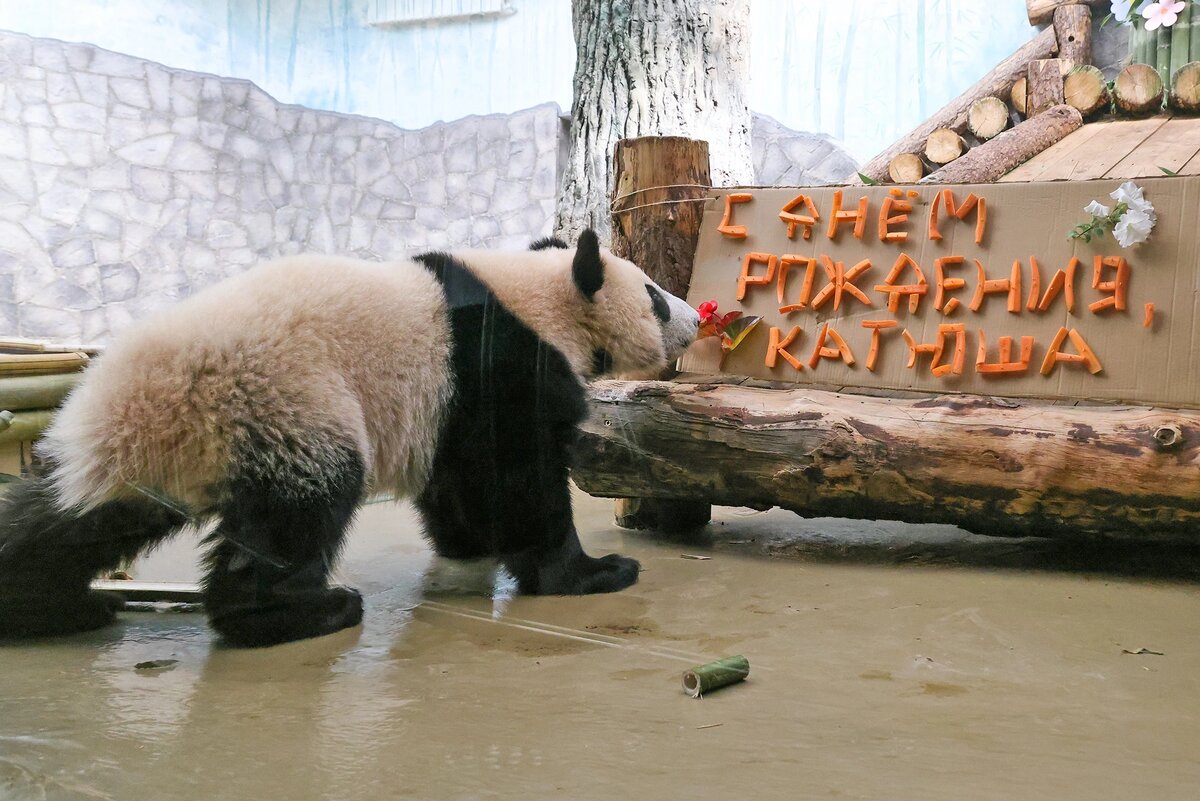 Катюша празднует первый день рождения. Источник: ТАСС Автор фото: Сергей Карпухи📷
