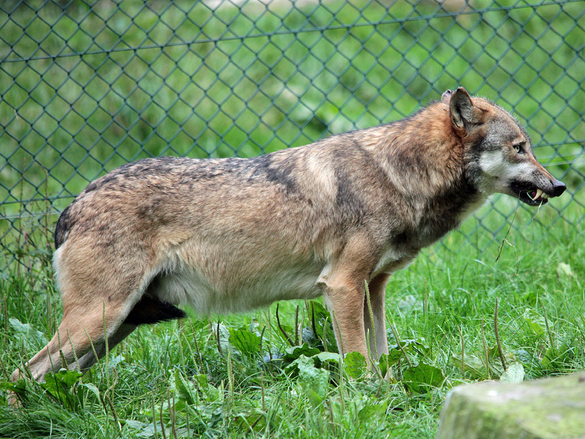 Вместо того чтобы часами висеть на противнике, Серый нанесёт серию коротких, но результативных хватов. И если собака пытается придавить к земле, то волк — опустошает. Пока волкодав будет пытаться схватить Серого за загривок, тот подберётся к животу. На уровне инстинктов волк метит в сухожилия и важные артерии.