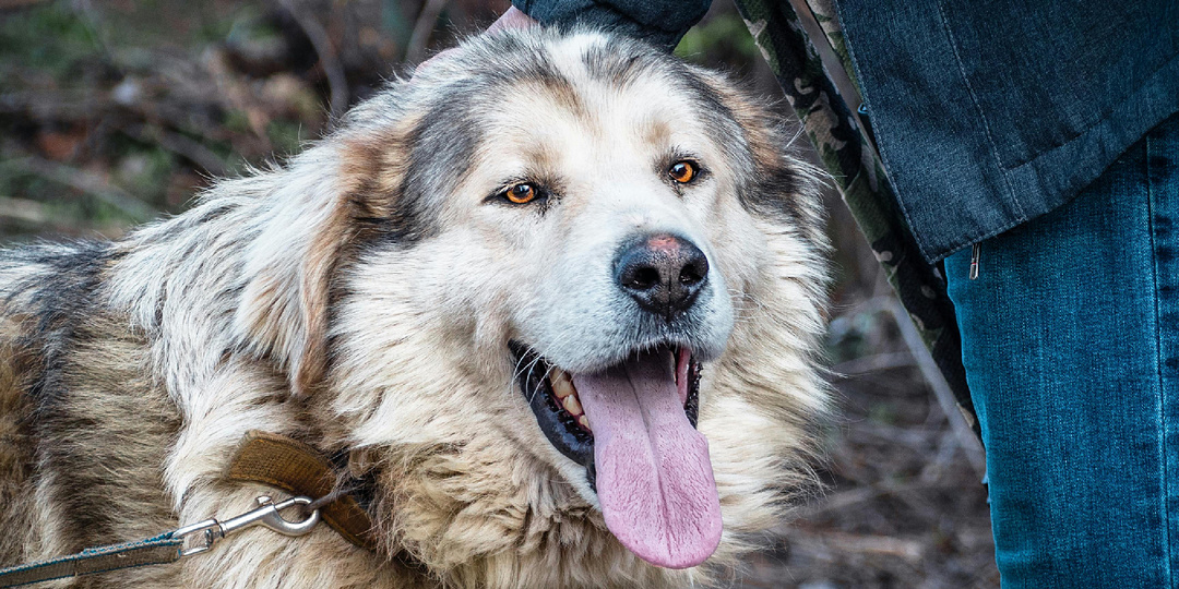 Почему ни один волкодав не сможет в одиночку победить матёрого волка