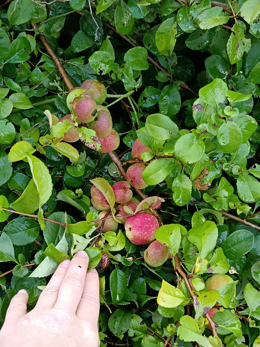 Японская айва