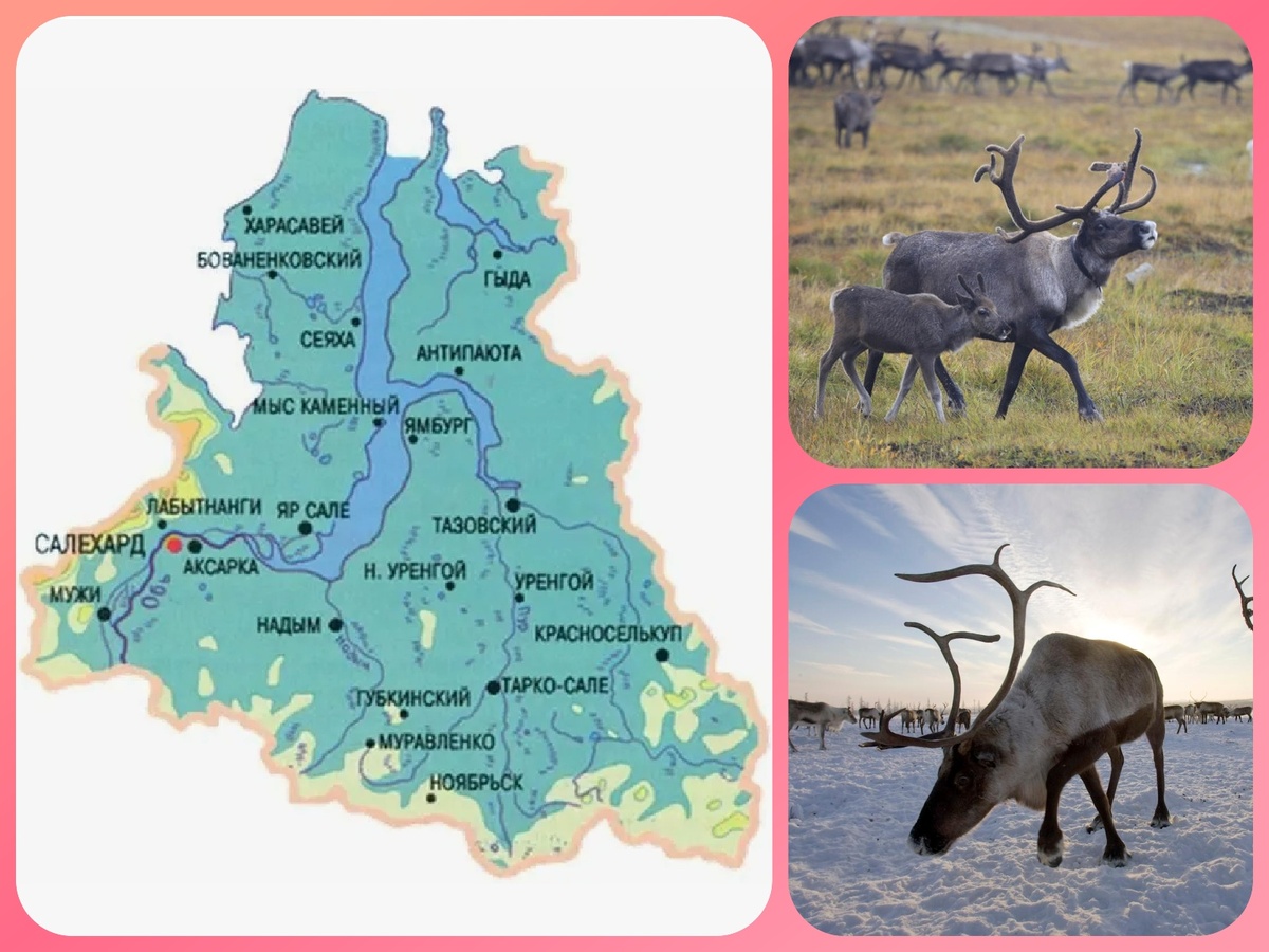 коллаж автора