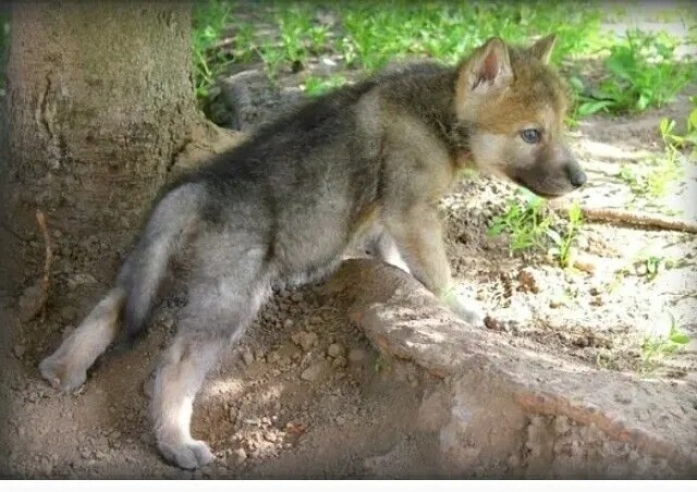 Фото из Яндекса