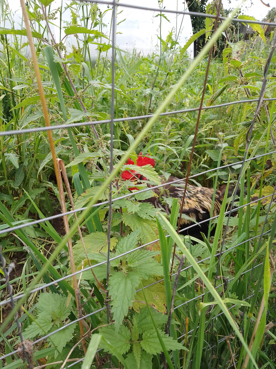 Петя в зарослях.