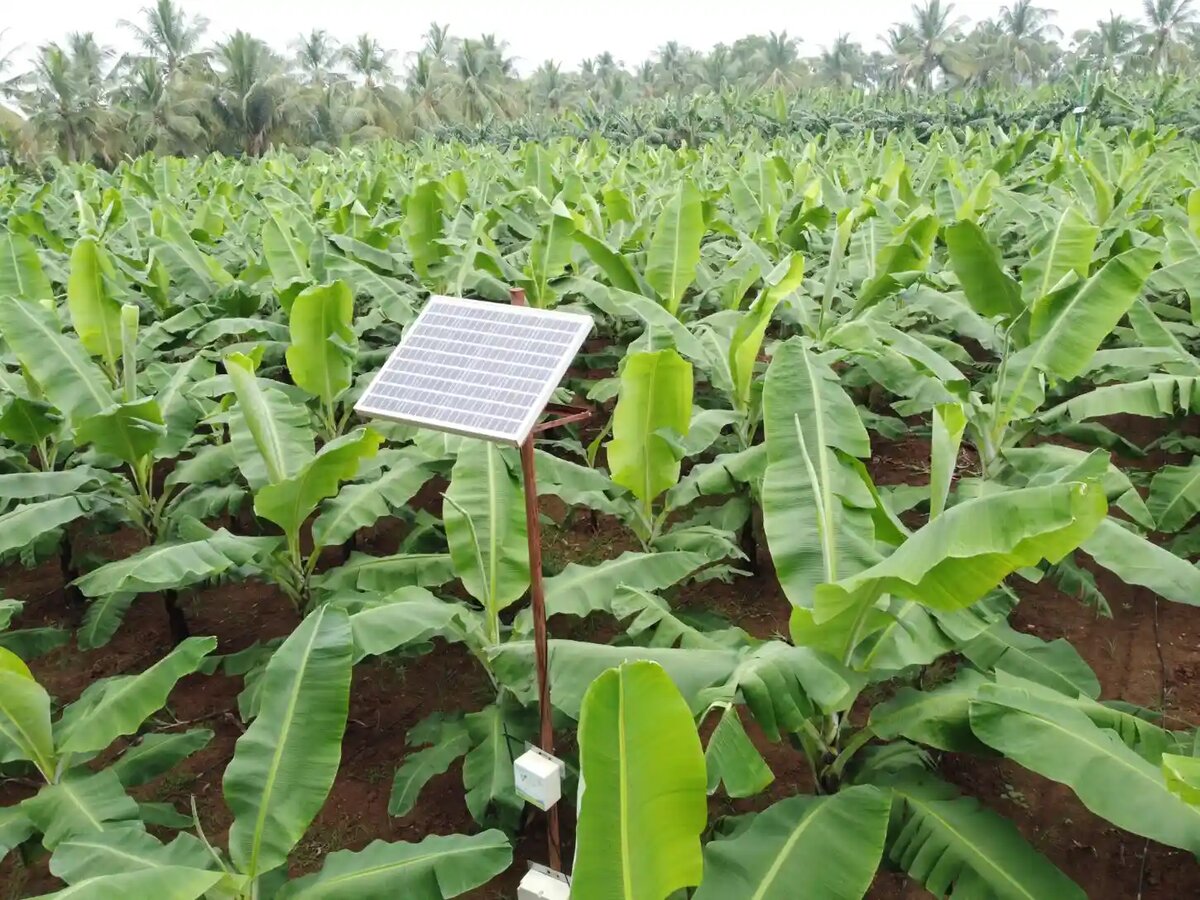 Сенсор для IoT-ирригации в банановой плантации — датчик контролирует влажность и другие параметры, оптимизируя полив