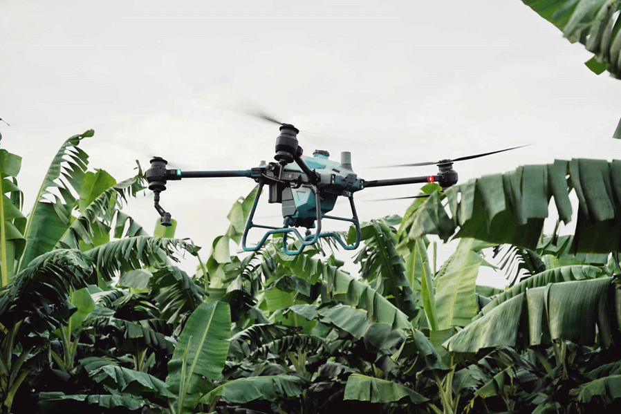 Дрон DJI над банановыми растениями — пример использования беспилотников для точного опрыскивания или мониторинга здоровья растений.