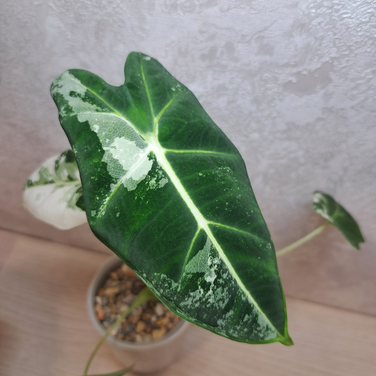 Первый лист внушительного размера. 