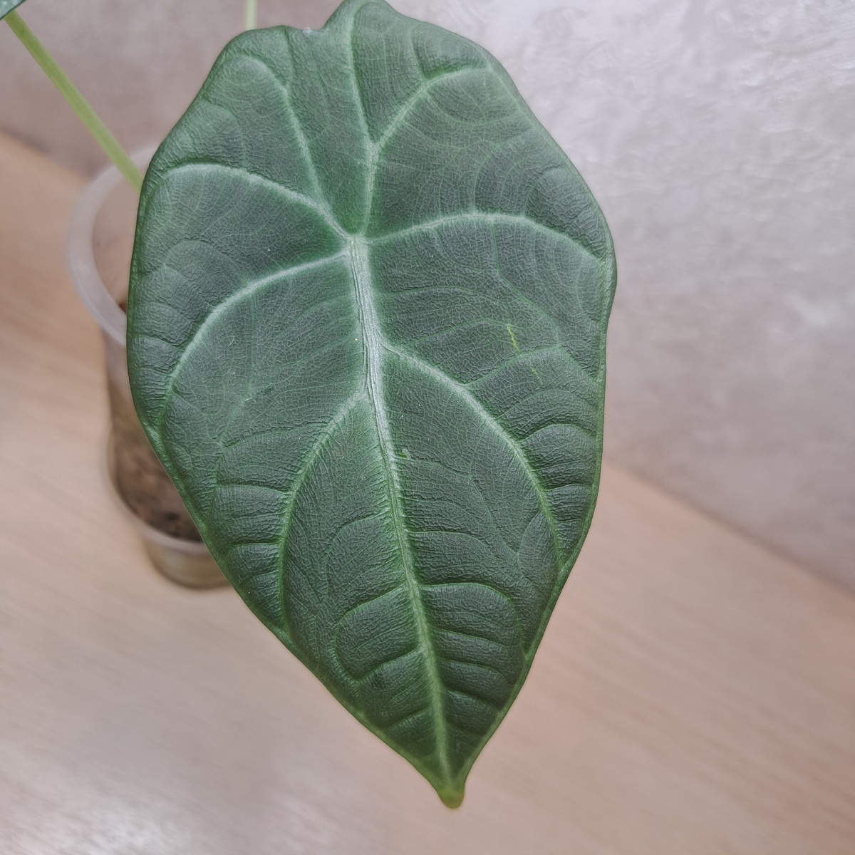 Первый домашний лист