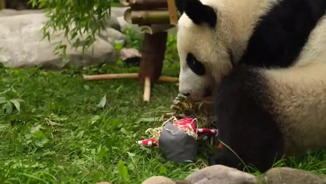   Фото: скриншот из видео в телеграм-канале Светланы Акуловой.