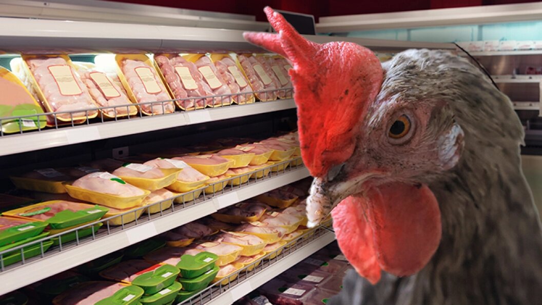    "Не хватает денег на мясо? Пусть едят курицу!", — этот совет депутата что-то напоминает.... Фото:Shutterstock