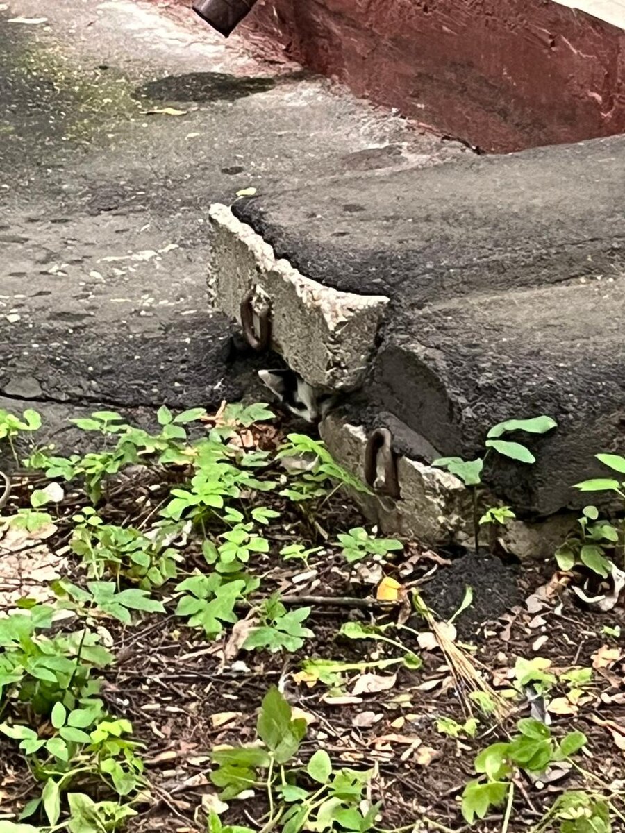 Три года назад под крыльцом соседнего подъезда мы нашил кошку с котятами