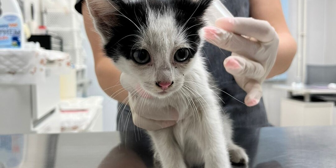 Котёнок продолжал из последних сил звать маму. Он не знал, что она больше никогда не придёт