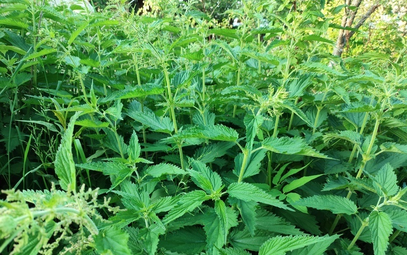    Погода в Ижевске на день: 25 августа ждем до +20°С и дожди