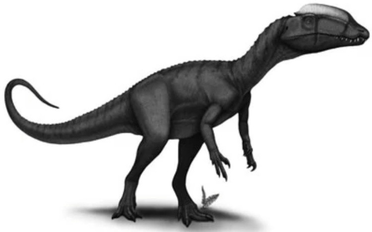 Лофострофей, иллюстрация.