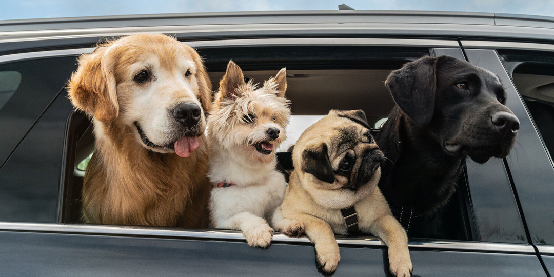 3 корейских ФИЛЬМА про собак ДЛЯ ВСЕЙ СЕМЬИ (🚫 последний НЕЛЬЗЯ смотреть с детьми)