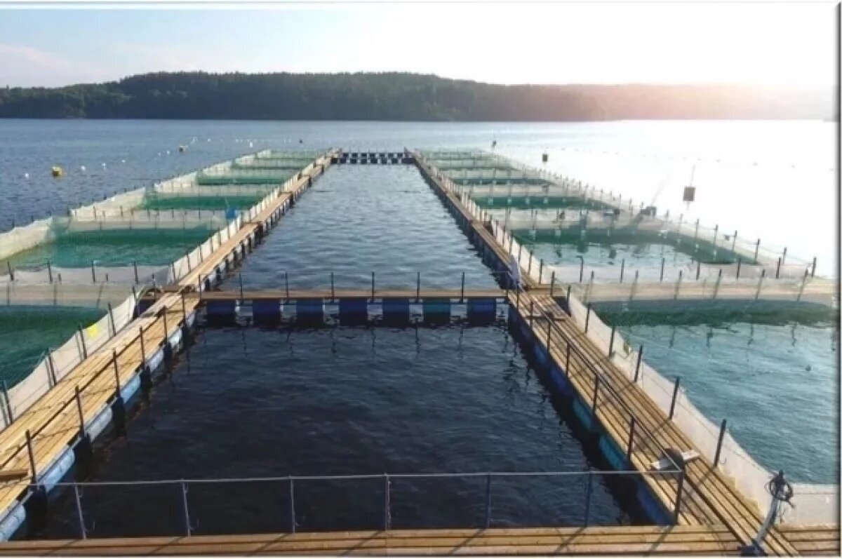    Минсельхоз Карелии пригрозило форелеводам отобрать участки за мёртвую рыбу