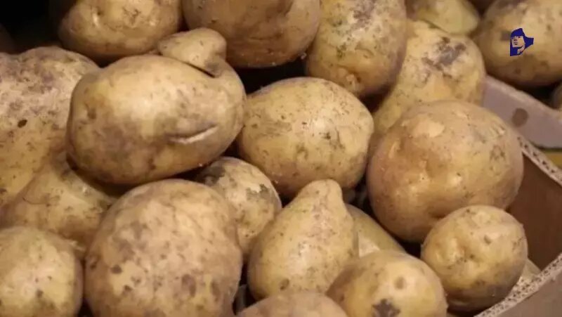    В Предгорье начали сбор картофеля Фото: ИА «Победа26»