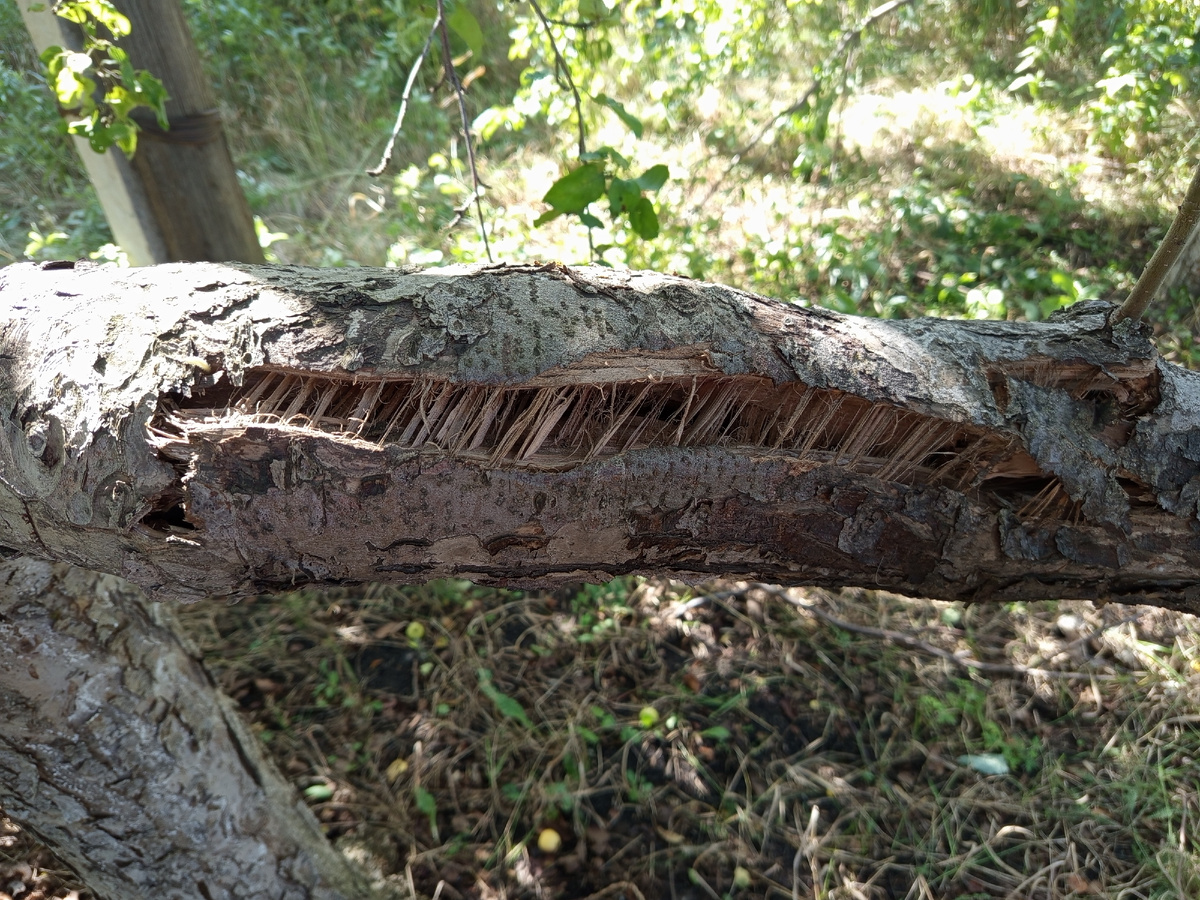 Ветка сломалась.