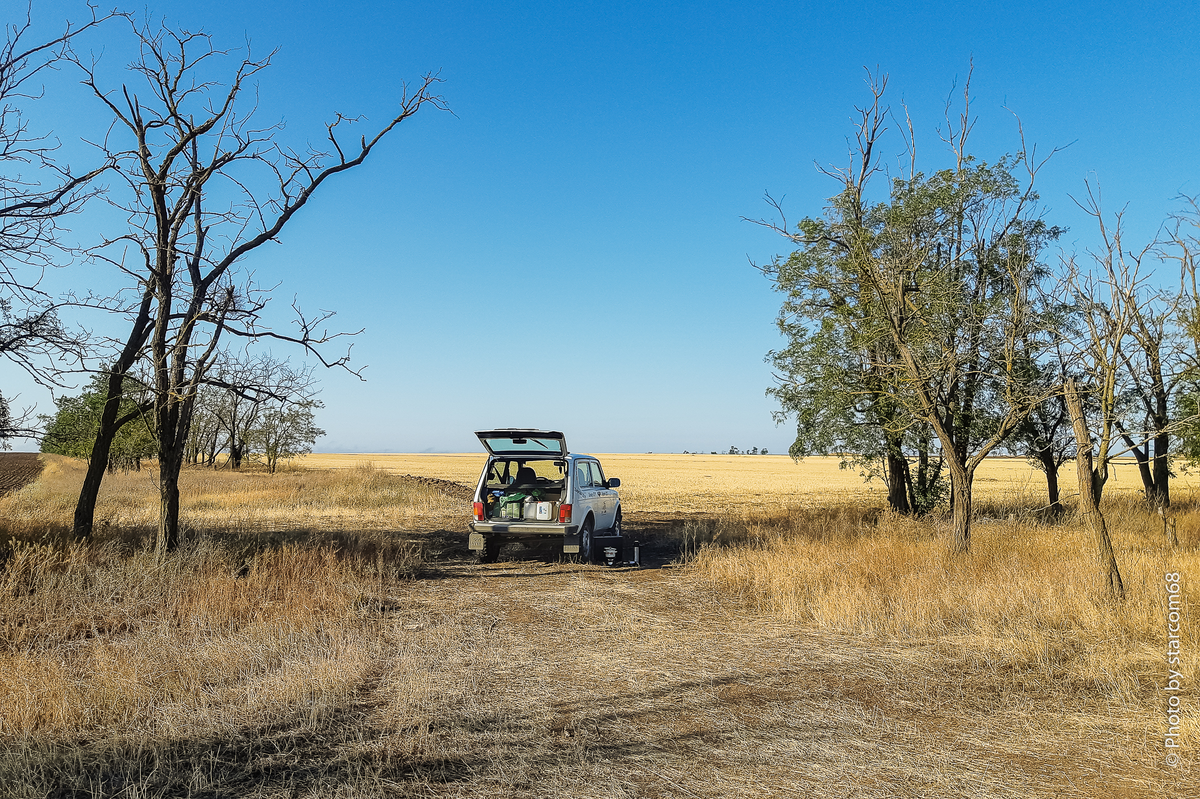 Раннее утро в посадке в районе сел Каменная балка и Красный Маныч