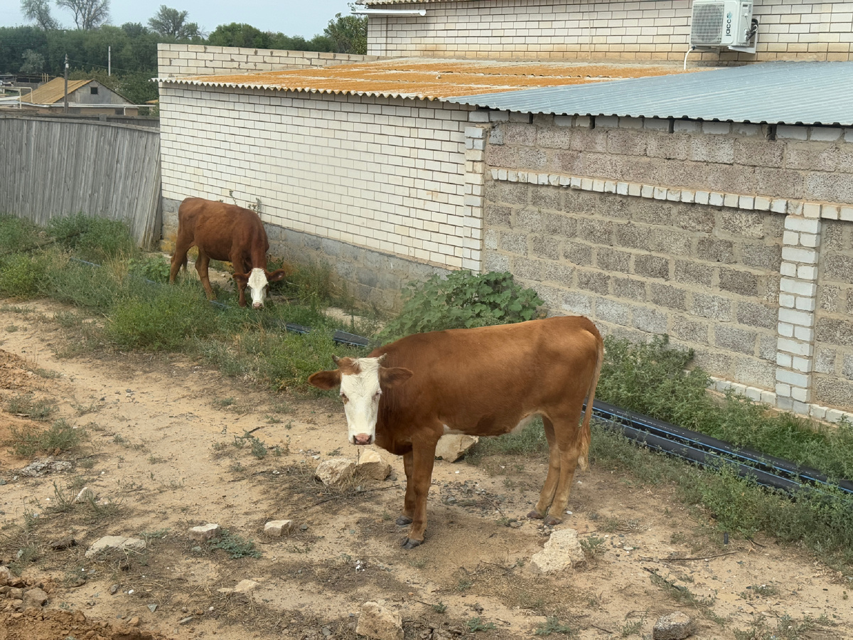 А коровки то с рогами, калмыцкие и воинственные, помните, писала о них в предыдущей статье? Фото автора 