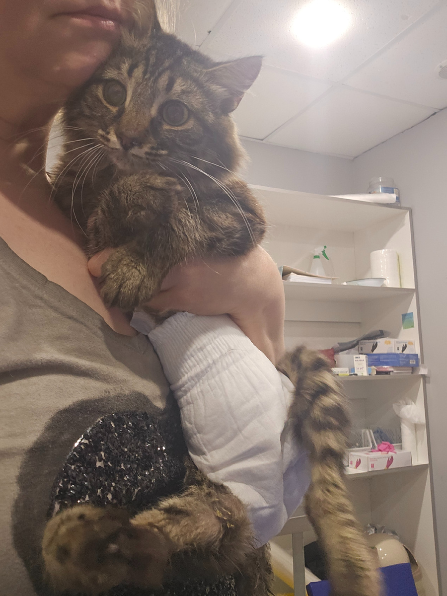 Фото автора. Наш Толяша болеет фип, теперь еще и проблемы с мочевым.