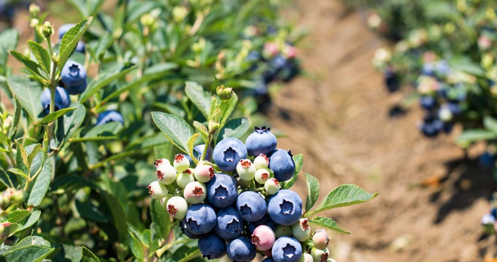 Не для всех: 5 сортов голубики, которые проверят ваше садоводческое терпение на прочность