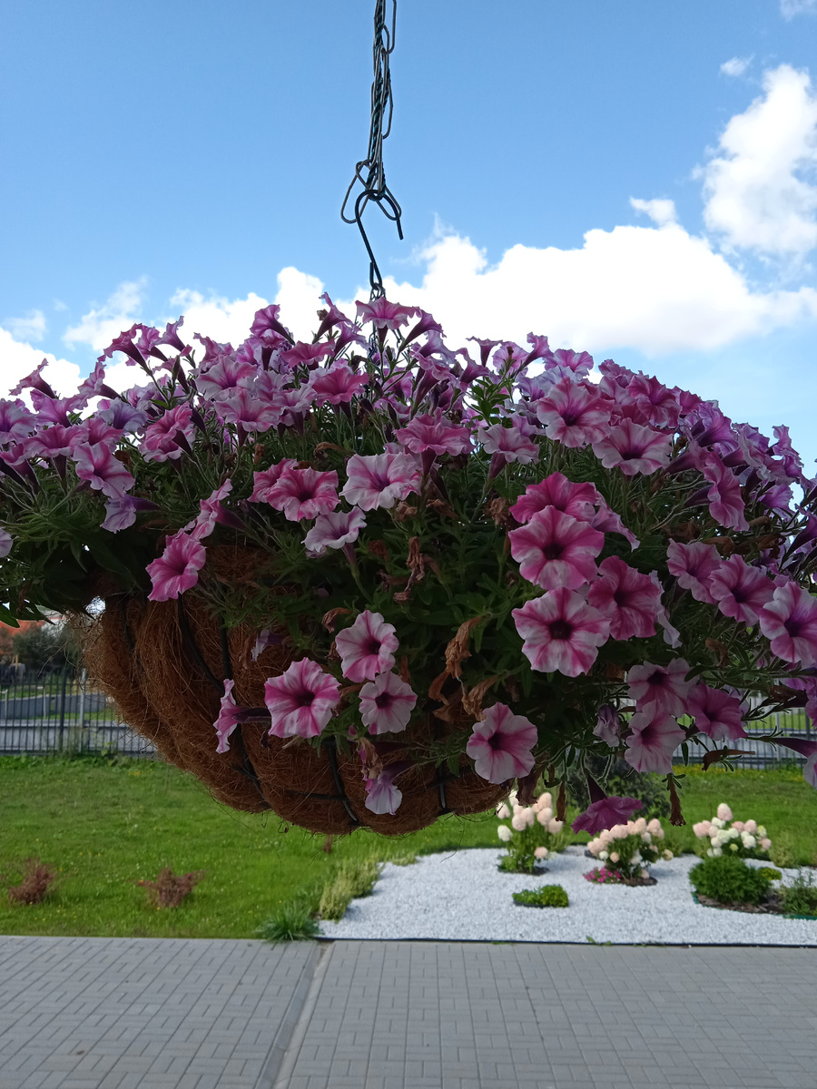 Прекрасная петуния в подвесном кашпо