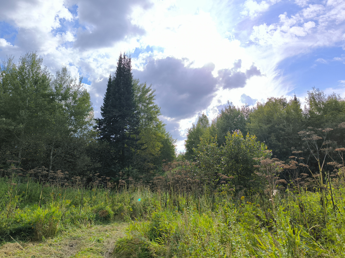 На дорожке в тайге