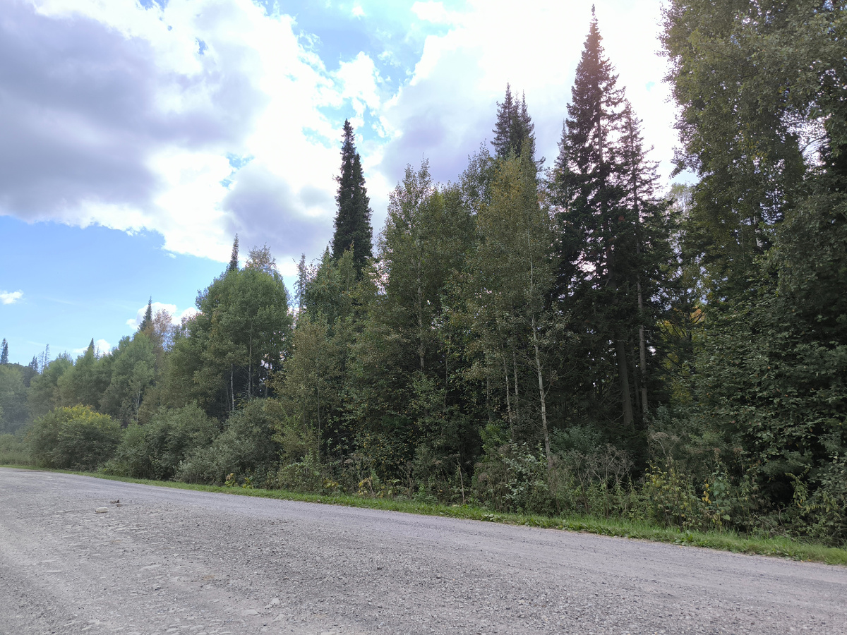 Машины грибников напылили!