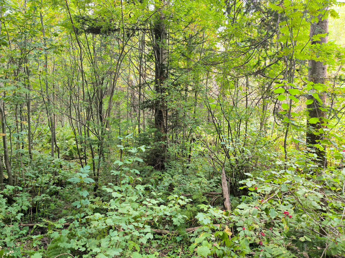 Типичный подлесок