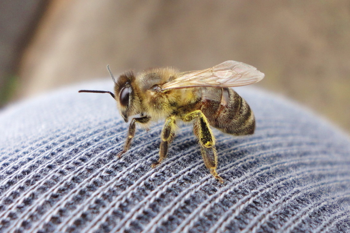 пчела-сборщица прилетела с нектаром