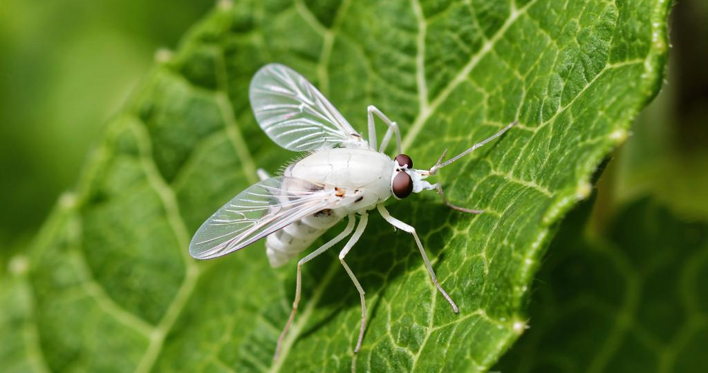 Невидимый враг: как обнаружить и победить белокрылку на огороде и в теплице