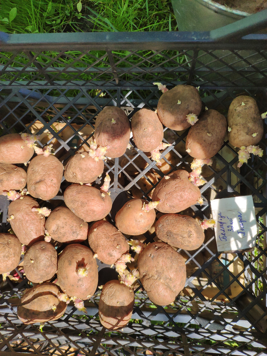 Фото автора. Сорт «Беллароза» пророщенный 