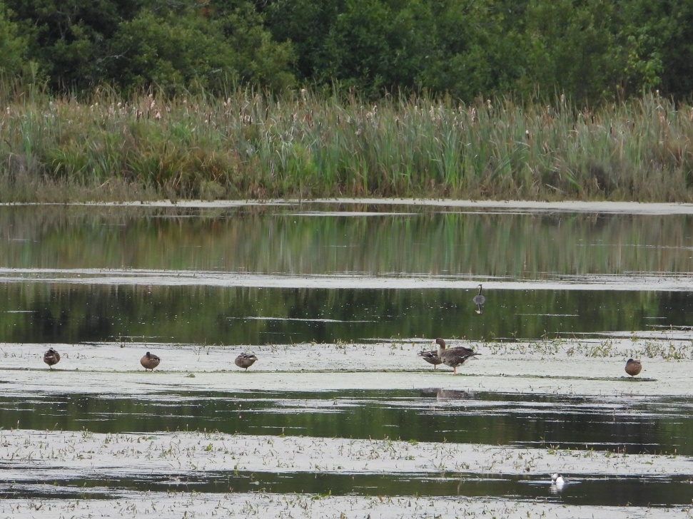 Белолобый гусь и дикие утки
