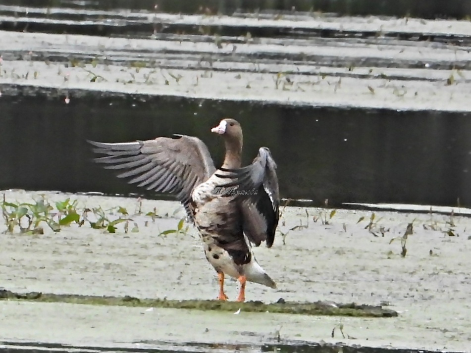 Белолобый гусь