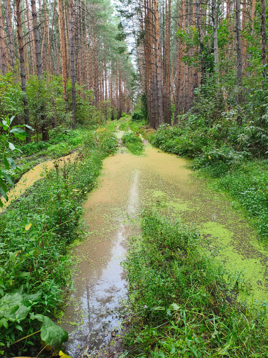 Личное фото. Сегодня на ниве преодолевали такое бездорожье. 